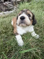 Zoey, a female English Springer Spaniel and Poodle - Standard  for sale in Pekin, IL – 7 of 10