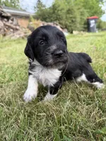 Beau, a male English Springer Spaniel and Poodle - Standard  for sale in Pekin, IL – 9 of 10