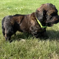 Boss 4529, a male Goldendoodle and Poodle - Standard  for sale in Pekin, IL – Photo 8 of 10