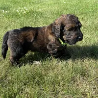 Boss 4529, a male Goldendoodle and Poodle - Standard  for sale in Pekin, IL – Photo 10 of 10