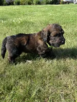 Boss 4529, a male Goldendoodle and Poodle - Standard  for sale in Pekin, IL – Photo 10 of 10