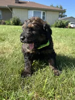 Boss 4529, a male Goldendoodle and Poodle - Standard  for sale in Pekin, IL – Photo 4 of 10