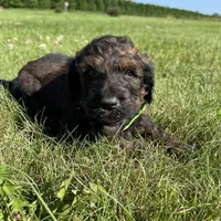 Boss 4529, a male Goldendoodle and Poodle - Standard  for sale in Pekin, IL – Photo 6 of 10
