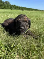 Boss 4529, a male Goldendoodle and Poodle - Standard  for sale in Pekin, IL – Photo 6 of 10