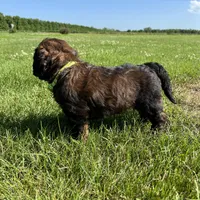 Boss 4529, a male Goldendoodle and Poodle - Standard  for sale in Pekin, IL – Photo 5 of 10