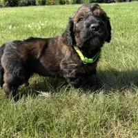 Boss 4529, a male Goldendoodle and Poodle - Standard  for sale in Pekin, IL – Photo 9 of 10