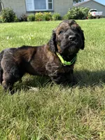 Boss 4529, a male Goldendoodle and Poodle - Standard  for sale in Pekin, IL – Photo 9 of 10