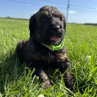 Boss 4529, a male Goldendoodle and Poodle - Standard  for sale in Pekin, IL – Photo 1 of 10