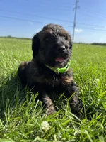 Boss 4529, a male Goldendoodle and Poodle - Standard  for sale in Pekin, IL – Photo 1 of 10