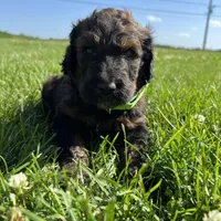 Boss 4529, a male Goldendoodle and Poodle - Standard  for sale in Pekin, IL – Photo 2 of 10