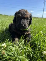 Boss 4529, a male Goldendoodle and Poodle - Standard  for sale in Pekin, IL – Photo 2 of 10