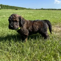 Boss 4529, a male Goldendoodle and Poodle - Standard  for sale in Pekin, IL – Photo 3 of 10