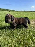 Boss 4529, a male Goldendoodle and Poodle - Standard  for sale in Pekin, IL – Photo 3 of 10