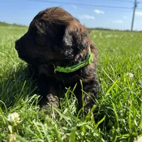 Boss 4529, a male Goldendoodle and Poodle - Standard  for sale in Pekin, IL – Photo 7 of 10