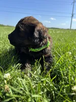 Boss 4529, a male Goldendoodle and Poodle - Standard  for sale in Pekin, IL – Photo 7 of 10