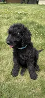 Nova, a female Goldendoodle for sale in Pekin, IL – 6 of 6