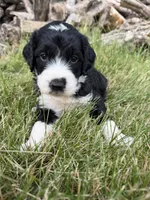 Briggs, a male English Springer Spaniel and Poodle - Standard  for sale in Pekin, IL – 6 of 6
