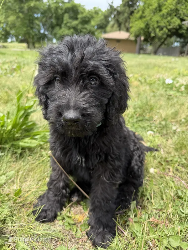 Nova – Goldendoodle puppy for sale in Pekin, IL