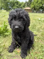 Nova, a female Goldendoodle for sale in Pekin, IL – 1 of 6