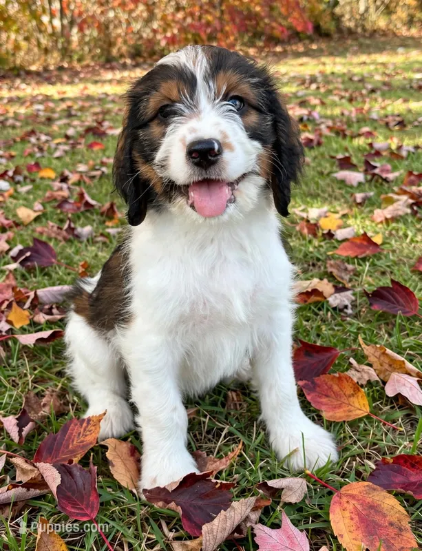 Pearl - microchip # 7194, a female English Springer Spaniel and Poodle - Standard  for sale in Pekin, IL – 1 of 8