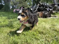 Sterling, a female Bernedoodle for sale in Pekin, IL – 5 of 8