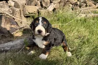 Juniper, a female Bernedoodle for sale in Pekin, IL – 4 of 4