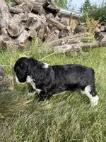 Briggs, a male English Springer Spaniel and Poodle - Standard  for sale in Pekin, IL – 3 of 6