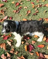 Remington - microchip # 7200, a male English Springer Spaniel and Poodle - Standard  for sale in Pekin, IL – 6 of 7