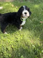 Juniper, a female Bernedoodle for sale in Pekin, IL – 7 of 10