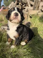 Juniper, a female Bernedoodle for sale in Pekin, IL – 3 of 4