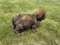 Meadow , a female Goldendoodle for sale in Pekin, IL – 4 of 7