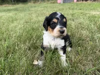 Hank, a male English Springer Spaniel and Poodle - Standard  for sale in Pekin, IL – 10 of 10