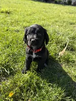 Rocky, a male Goldendoodle and Poodle - Standard  for sale in Pekin, IL – 5 of 6