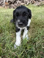 Beau, a male English Springer Spaniel and Poodle - Standard  for sale in Pekin, IL – 2 of 10