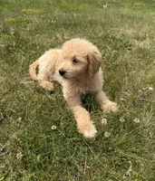 Sunny, a female Goldendoodle for sale in Pekin, IL – 7 of 10