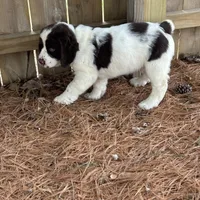 Sandra 5920, a female English Springer Spaniel for sale in Pekin, IL – Photo 6 of 7