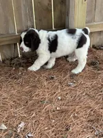 Sandra 5920, a female English Springer Spaniel for sale in Pekin, IL – Photo 6 of 7