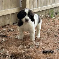 Sandra 5920, a female English Springer Spaniel for sale in Pekin, IL – Photo 5 of 7