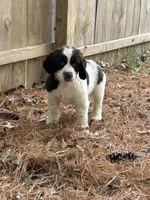 Sandra 5920, a female English Springer Spaniel for sale in Pekin, IL – Photo 5 of 7
