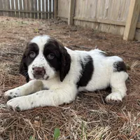 Sandra 5920, a female English Springer Spaniel for sale in Pekin, IL – Photo 7 of 7