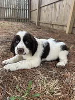 Sandra 5920, a female English Springer Spaniel for sale in Pekin, IL – Photo 7 of 7