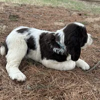 Sandra 5920, a female English Springer Spaniel for sale in Pekin, IL – Photo 2 of 7