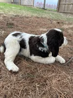 Sandra 5920, a female English Springer Spaniel for sale in Pekin, IL – Photo 2 of 7
