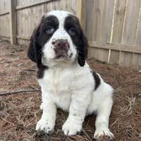 Sandra 5920, a female English Springer Spaniel for sale in Pekin, IL – Photo 4 of 7