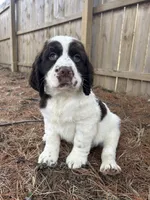 Sandra 5920, a female English Springer Spaniel for sale in Pekin, IL – Photo 4 of 7