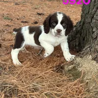 Sandra 5920, a female English Springer Spaniel for sale in Pekin, IL – Photo 1 of 7