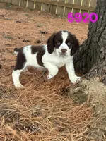 Sandra 5920, a female English Springer Spaniel for sale in Pekin, IL – Photo 1 of 7