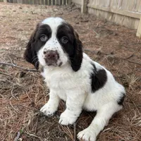 Sandra 5920, a female English Springer Spaniel for sale in Pekin, IL – Photo 3 of 7