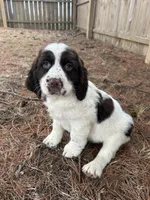 Sandra 5920, a female English Springer Spaniel for sale in Pekin, IL – Photo 3 of 7