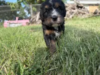 Sophie , a female Bernedoodle for sale in Pekin, IL – 7 of 7